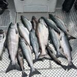 Private Ketchikan Wild Alaskan Salmon Fishing Trip - Price & Value — Is It Worth It?