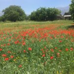 Private-Knossos Palace-Zeus -Villages-Olive Oil Factory - Why These Villages Matter