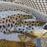 Private Lake and River Fishing Tour from Reykjavik - Benefits of This Tour