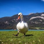 Private Lake District, St. Wolfgang and St. Gilgen Tour - What Makes This Tour Stand Out