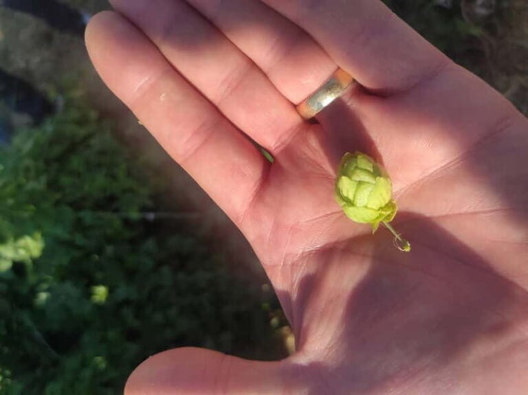 Private Local Craft Beer Tasting in the center of Larnaca - Who Will Love This Experience?