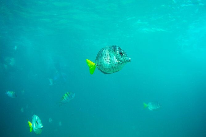 Private Los Cabos Arch & Playa del Amor tour by Glass bottom kayak - Highlights of the Experience