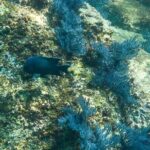 Private Los Cabos snorkeling tour to Chileno bay and Santa Maria cove - Final Thoughts