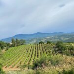 Private Lucca Wine Tour: 2 Wineries with Lunch - Potential Drawbacks to Consider