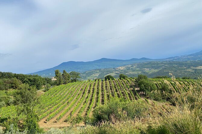 Private Lucca Wine Tour: 2 Wineries with Lunch - Potential Drawbacks to Consider