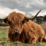 Private Luxury Shore Excursion Driving Tour to Stirling Six Hours Long - Who Will Enjoy This Tour?