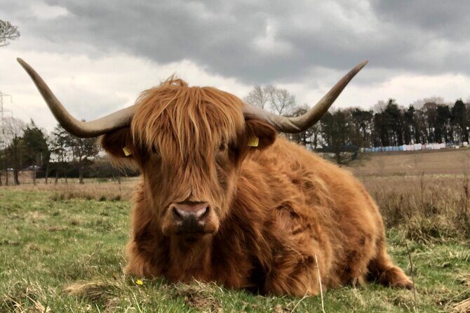 Private Luxury Shore Excursion Driving Tour to Stirling Six Hours Long - Who Will Enjoy This Tour?