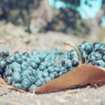 Private Luxury Transportation Experience - Temecula Valley - The Itinerary and What to Expect