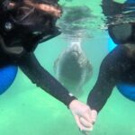 Private Manatee Swim Tour - Price and Value