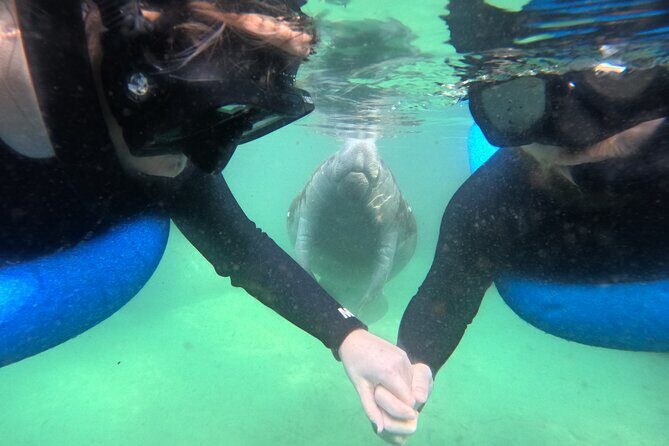 Private Manatee Swim Tour - Price and Value