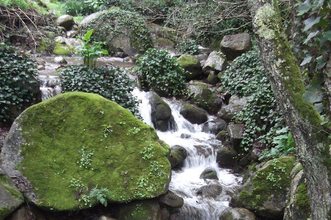 Private Monchique Guided Forest Hike w/Medronho Tasting - Breaking Down the Experience