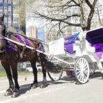 Private NYC Central Park Horse Carriage Ride (Guided) Since 1965 - Why Travelers Rave About This Tour