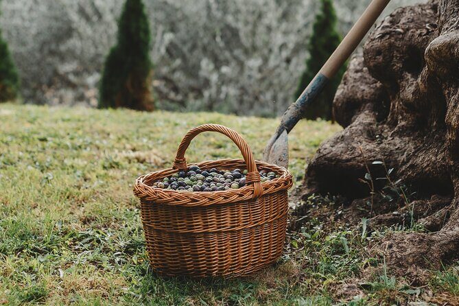 Private Olive Oil and Wine Tasting in Kurilo, Montenegro - Key Points