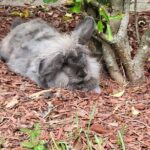 Private Rabbit and Chicken Petting Experience in Navarre - The Environment and Setting