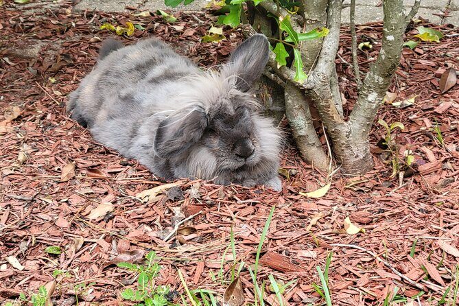 Private Rabbit and Chicken Petting Experience in Navarre - The Environment and Setting