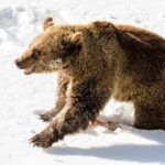 Private Ranua Zoo tour - The Pros in Detail