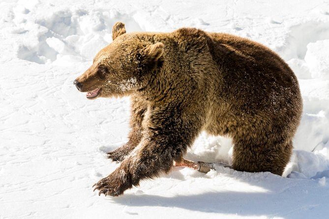 Private Ranua Zoo tour - The Pros in Detail