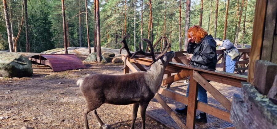 PRIVATE Reindeer Park Adventure by VIP Car - The Cozy Lappish "Kota" Experience