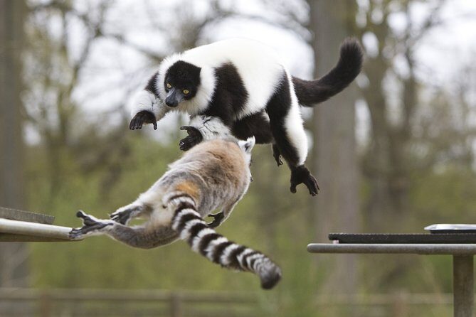 Private Return Transfer Thoiry Zoo Safari from Paris - Frequently Asked Questions (FAQ)