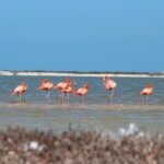 Private Rio Lagartos Flamingo and pink lakes - Who Would Love This Tour?