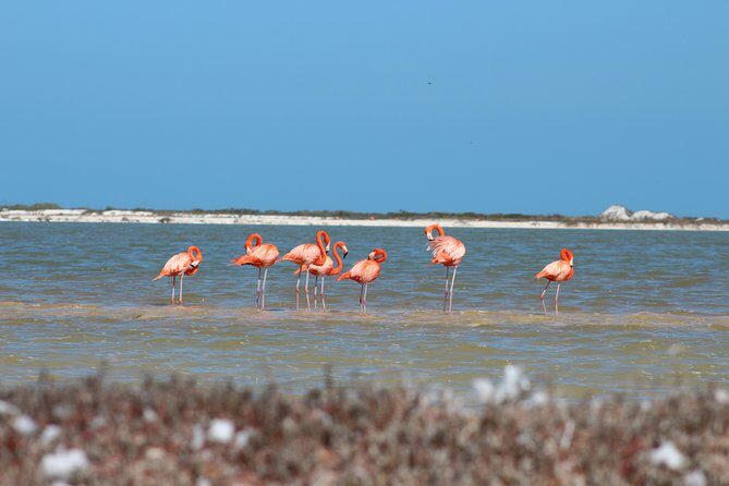 Private Rio Lagartos Flamingo and pink lakes - Who Would Love This Tour?
