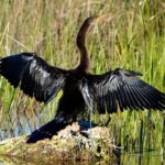 Private River Of Grass Everglades Airboat Adventure - Frequently Asked Questions