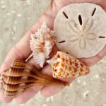 Private Shelling and Dolphin Excursion - Is This Tour Right for You?