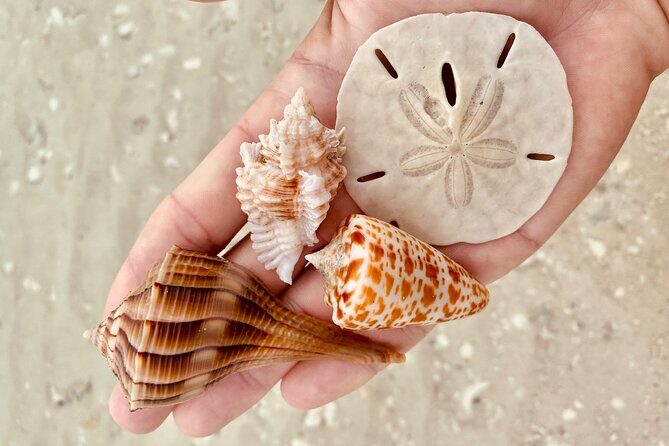 Private Shelling and Dolphin Excursion - Is This Tour Right for You?