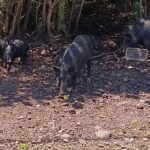 Private Shore Excursion Hilo Land of Frozen Fire up to 14 - The Waterfalls & Scenic Highlights