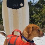 Private Siesta Funship Adventure/Dolphin Cruise Sandbar Stops - Wildlife Encounters and Sandbar Stops