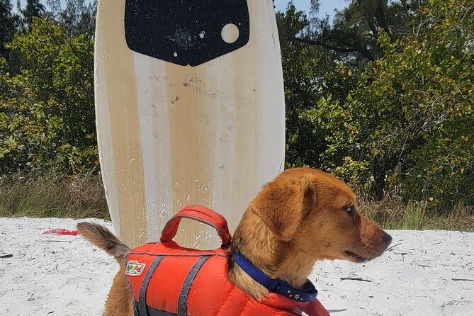 Private Siesta Funship Adventure/Dolphin Cruise Sandbar Stops - Wildlife Encounters and Sandbar Stops