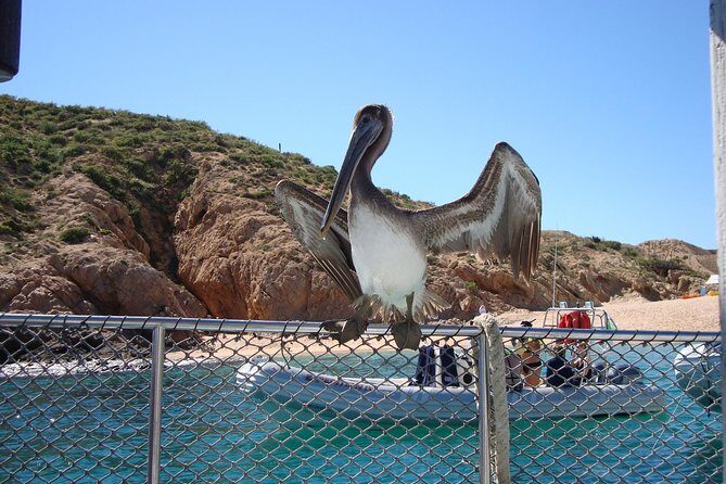 Private Snorkel Cruise in Cabo San Lucas - The Good and the Not-So-Good