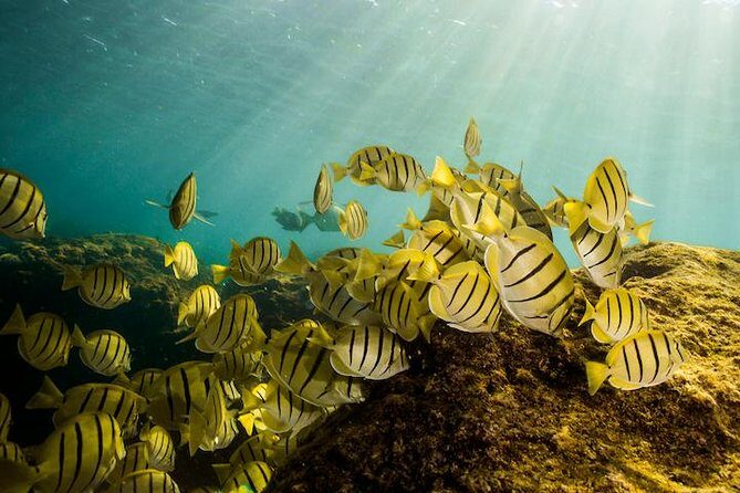 Private Snorkeling Tour in Cabo San Lucas - Who Should Book This Tour?