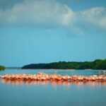 Private Tour Celestun Flamingo Watching and Beach - Who Should Consider This Tour?