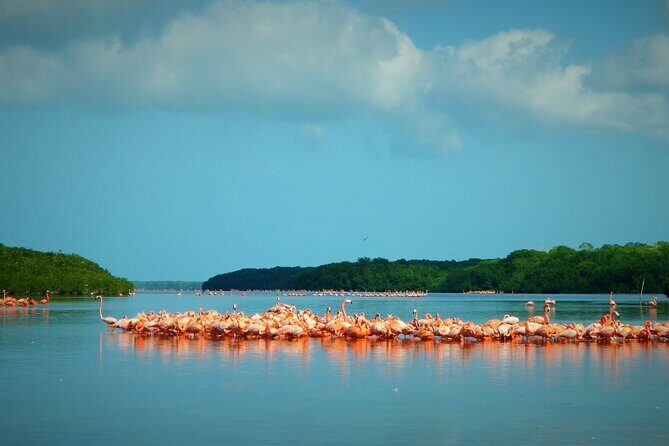 Private Tour Celestun Flamingo Watching and Beach - Who Should Consider This Tour?