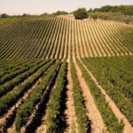 Private Tour: Chianti Winery, Montefioralle, and Greve in Chianti - Exploring the Tour: A Step-by-Step Breakdown