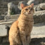 Private Tour : Customized Ephesus Tour for Cruisers from Kusadasi Ephesus Port - The House of Virgin Mary: A Spiritual Stop