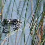 Private Tour: Florida Everglades Airboat Ride and Wildlife Adventure - The Price and What You’re Getting