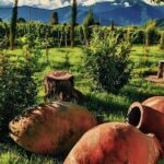 Private Tour From Tbilisi to Kakheti Sighnaghi with Wine Tasting - What Makes This Tour Special