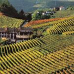 Private tour from Turin: Full day Langhe Region with its Colors and Flavors - The Value of the Price