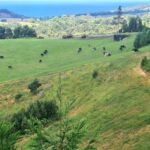 Private Tour Full Day Sete Cidades and Lagoa do Fogo - What to Expect from the Tour