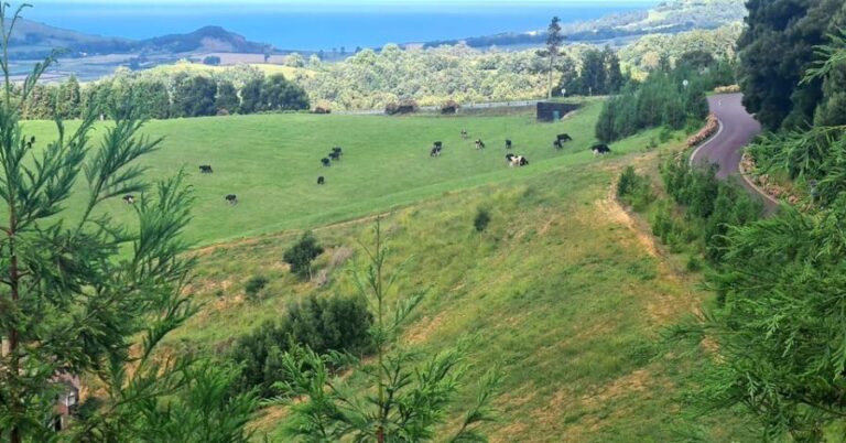 Private Tour Full Day Sete Cidades and Lagoa do Fogo - What to Expect from the Tour