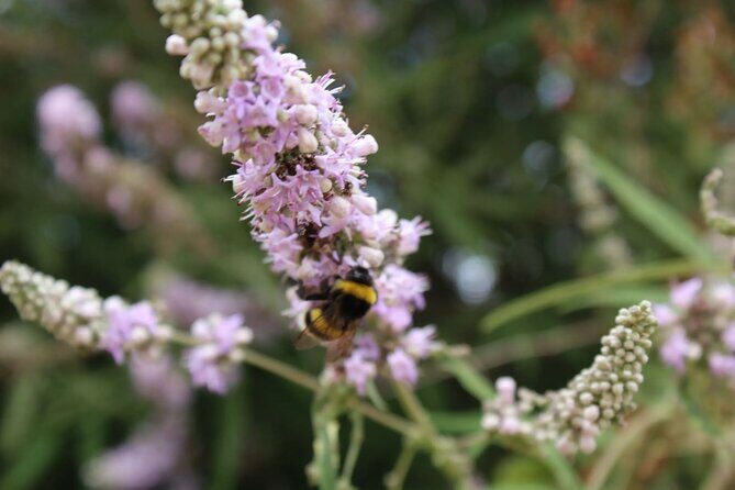 Private Tour in Chania Monasteries - A Closer Look at the Itinerary: What Youll Experience