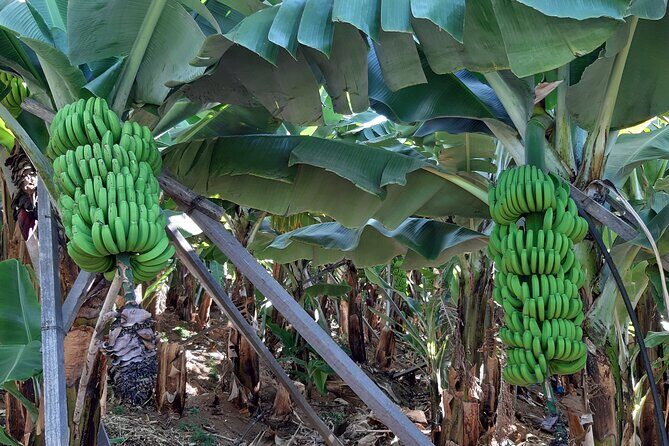 Private Tour of Banana Farm from Funchal - The Value of a Private Tour