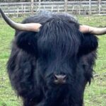 Private Tour of the Highlands, Glencoe and Castles from Stirling - Pricing and Value