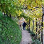 Private Tour: Prosecco Wine Tasting Day Trip with Lunch from Venice - What You Can Expect from the Itinerary