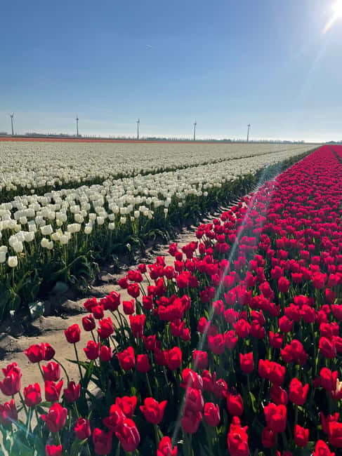 Private Tour, Tesla from Amsterdam: Keukenhof & Tulip Fields - The Journey Begins: From Amsterdam to Holland’s Flower Capital