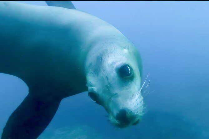 Private Tour to Isla Espiritu Santo and snorkel with sea lions - Whats Included and Whats Not