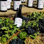 Private tour to Khor Virap Noravank wine tasting birds cave - What to Expect on the Ground