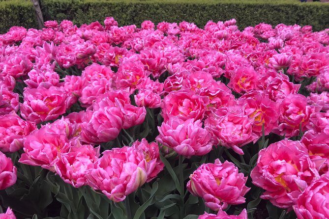 Private Tour to the Keukenhof and Tulip Fields - Pricing and Value